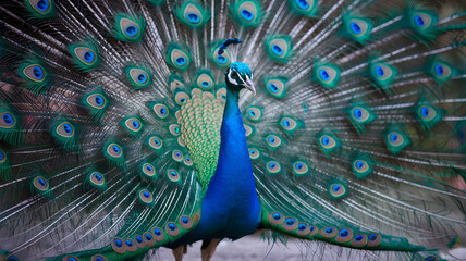 Obraz premium A proud peacock displays its brilliant plumage of blue green and feathered eyespots in an elegant fan-shaped presentation.