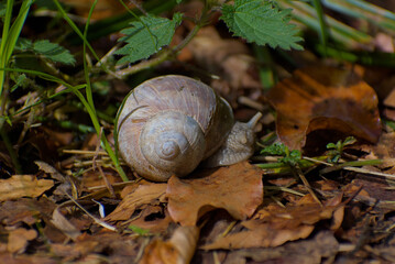 a delicate snail glides across the damp forest floor, its glistening shell reflecting soft light. raindrops cling to leaves, enhancing the serene, earthy tones of this tranquil woodland scene.