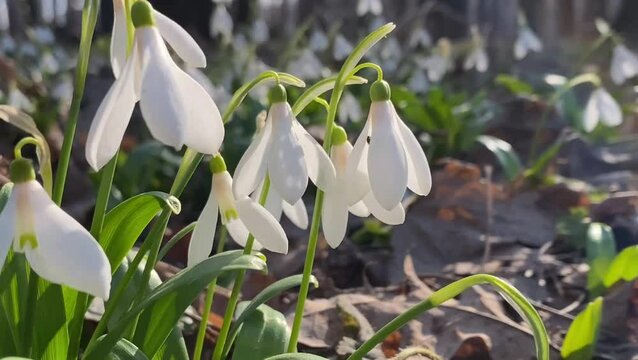 Galanthus nivalis. Snowdrops. First fresh spring flowers. White spring snowdrops in forest. Selective focus