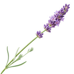 Obraz premium Lavender isolated on white background, Lavender Aromatherapy: Stunning Purple Blossoms on a Natural Flower Stem