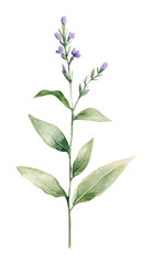 PNG Herbs leaf illustration watercolor lavender.