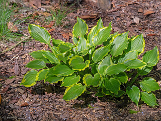 Hosta plant with green and yellow leaves in a garden
