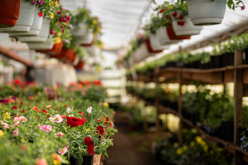 Colorful Flowers in a Greenhouse Setting
