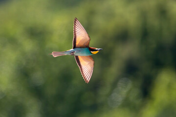 A European bee eater in flight. Flying bird isolated in nature background. Colorful birds. Copy space. Merops apiaster.