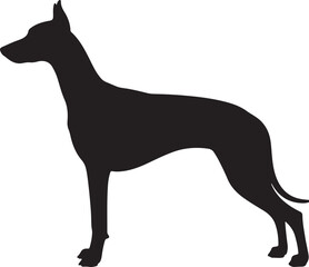 Podenco Canario Dog Silhouette Vector