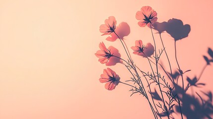 Photograph of silhouetted cosmos flowers against a soft peach gradient background create a minimalist floral...