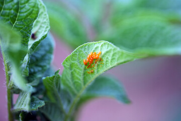 leptinotarsa ​​decemlineata eggs