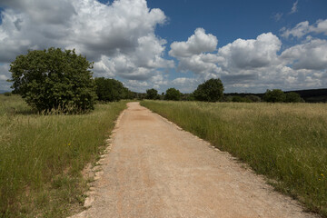 Landscape of green meadows on a clear sunny day