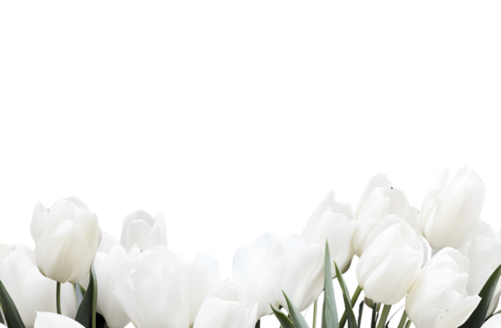 White tulips border the frame on a black background, with a white horizontal bar in the middle of the composition