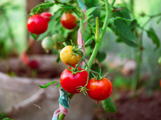 A bunch of ripe red tomatoes hanging from a plant. The tomatoes are all different sizes and are clustered together. Growing organic product in a green house. Hobby and business