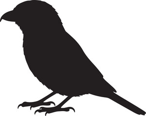 Shrike Silhouette Vector