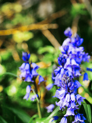 A bunch of blue flowers are in a field. The flowers are in full bloom and are surrounded by green grass. Colors and shape of nature concept.