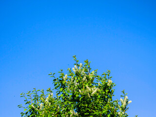 A tree with white flowers is in front of a blue sky. The flowers are in full bloom, and the tree is lush and green. The scene is peaceful and serene, with the blue sky providing a calming backdrop