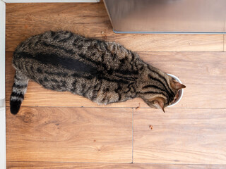 Brown tabby cat sitting on a kitchen floor next to small white ceramic bowl with food. Pet feeding time. Looking after home pet concept. Top down view.