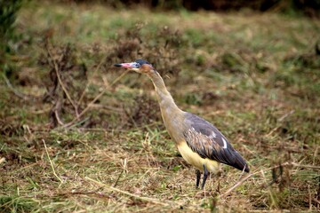 ave maria faceira - Syrigma sibilatrix