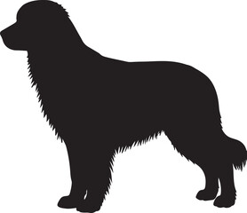 Stabyhoun Silhouette Vector