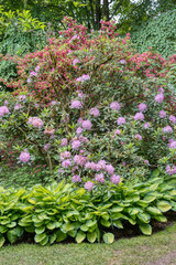 Schreiners Iris Gardens in Salem Oregon