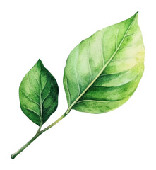 Obraz premium PNG Watercolor of green leaf leaves illustration green leaves.