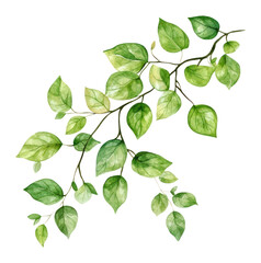 Fototapeta premium PNG Watercolor of green leaves leaf illustration botanical.