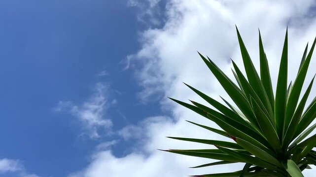 Yucca aloifolia or Spanish bayonet tree against  blue cloudy sky.Banner for design with copy space,4K