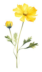 Fototapeta premium PNG Yellow wildflower illustration watercolor petals.