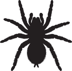 Tarantula Top View Silhouette