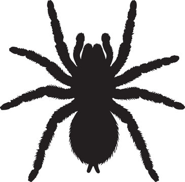 black tarantula spider silhouette clip art preview