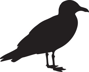 Thayer's Gull Silhouette