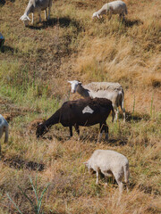 One black sheep in a flock of animals
