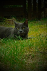 Obraz premium Cat in the Garden Shadows