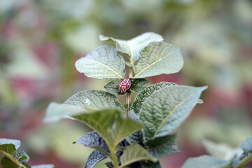 leptinotarsa ​​decemlineata reproduction