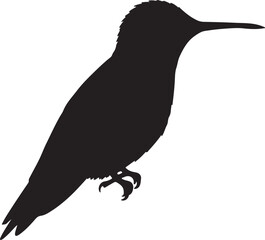 Violet-crowned Hummingbird Silhouette