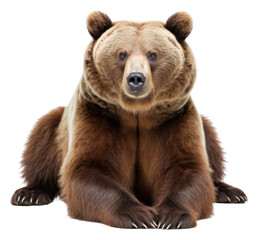 Fototapeta premium PNG A Bear bear wildlife mammal.