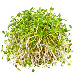 Fresh Alfalfa Sprouts. Perfect For Healthy Eating, Cooking, And Garnishing on transparent or white Background.