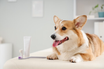 Cute Corgi dog with toothbrushes and toothpaste lying on table in vet clinic