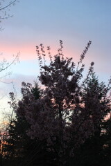 Sunset Over the Forest