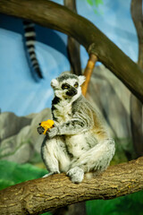 Ring-tailed lemur, or feline lemur, or katta (Latin Lemur catta) sitting on a tree trunk with a piece of pineapple against a rock background. Animals, mammals, predators.