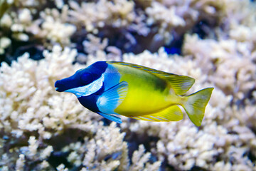 Fototapeta premium Yellow fox Lo, Foxface rabbitfish (Latin Siganus vulpinus, Lo vulpinus) with open fins and a fan on a blue background. Marine life, exotic fish, subtropics.