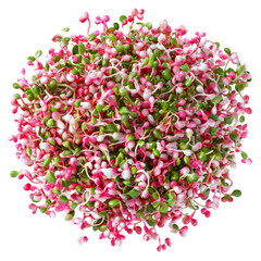 Radish Sprouts Close-Up. Microgreens For A Healthy Diet. Fresh Organic Sprouting Seeds.