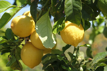 Fresh lemons on tree with sunlit leaves in vibrant orchard setting