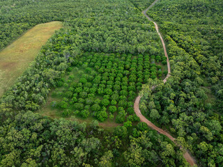 Top-down view of a dense mango orchard within forest, bordered by dirt road and natural vegetation.