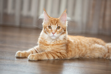 Cat on the floor. Pet playing the paw. Natural light from two side windows of the room and real...