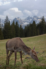 Młody jeleń na tatrzańskiej polanie, Rusinowa Polana Jeleń Tatry Wysokie