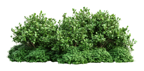 PNG Green garden bushes vegetation background isolated.