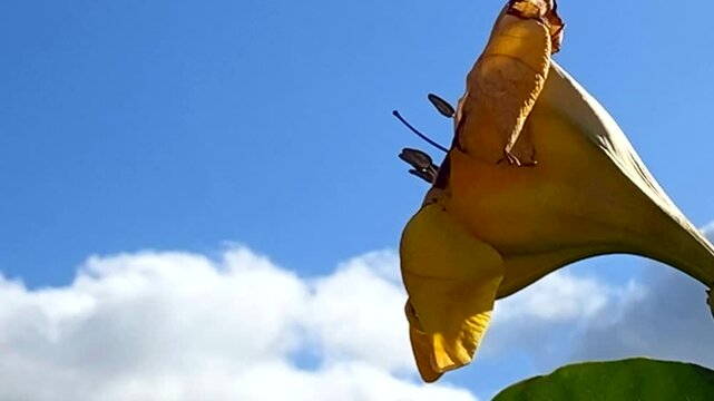 Yellow Cup Of Gold Vine or Solandra maxima flower against blue sky, Tenerife, Canary Islands,Spain. Blooming Golden Chalice Vine plant close up, 4K video