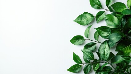 Fototapeta premium Fresh green leaves arranged on white background