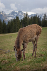 Młody Jeleń na Tatrzańskiej Polanie Rusinowa Polana Tatry Wysokie