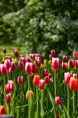 Obraz premium An idyllic garden scene showcasing bright red tulips illuminated by warm sunlight in St.Petersburg, Russia, conveying vibrancy, freshness, and natural beauty in a serene outdoor setting