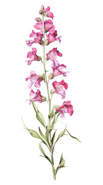 PNG Penstemon illustration botanical drawing.