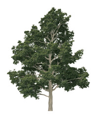 Naklejka premium PNG Real big chestnut tree illustration silhouette botanical.